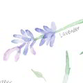 Ingredient_lavender